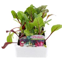 Swiss Chard Bright Lights 12 Pack Boxed Vegetables
