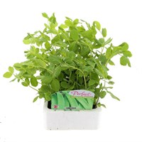 Peas Mange Toute Oregon Sugar 6 Pack Boxed Vegetable