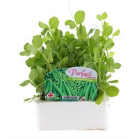 Peas Petite Pois Waverex 6 Pack Boxed Vegetables
