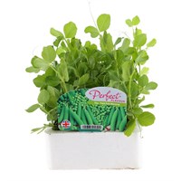 Peas Petite Pois Waverex 6 Pack Boxed Vegetable