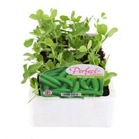 Peas Sugar Snap 6 Pack Boxed Vegetable