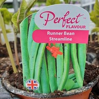 A Lucky Dip Selection! Beans - 6 x 10.5cm Vegetable Pots