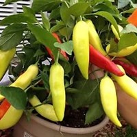 A Lucky Dip Selection! Summer Sweet Peppers - 6 x 10.5cm Vegetable Pot Bedding