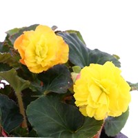 Begonia Mocca Yellow 6 Pack Boxed Bedding