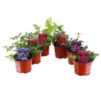 A Lucky Dip Selection! Verbena - 6 x 10.5cm Pot Bedding