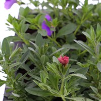 Callibrachoa Callie Mixed 6 Pack Boxed Bedding