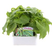 Runner Beans White Emergo 6 Pack Boxed Vegetable