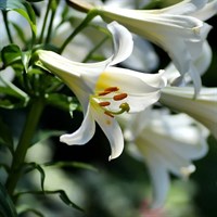 Lillium Mixed 3L Pot Bedding