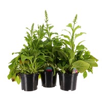 A Lucky Dip Selection! Digitalis - 3 x 5L Pot Bedding