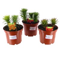 A Lucky Dip Selection! Lilium - 3 x 3L Pot Bedding