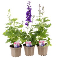 A Lucky Dip Selection! Delphinium - 3 x 3L Pot Bedding