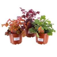 A Lucky Dip Selection! Heuchera - 3 x 3L Pot Bedding