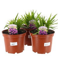 A Lucky Dip Selection! Liatris - 3 x 3L Pot Bedding