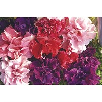 Petunia Pirouette Double 6 Pack Boxed Bedding