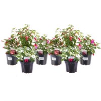 Fuchsia Bella 13cm x 8 Pot Bedding