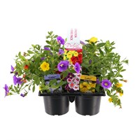 Carry Home Pack - Callibrachoa Selection 6 x 10.5cm Carry Pack Bedding