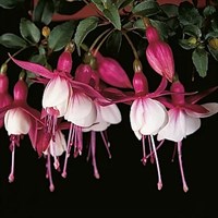 Fuchsia Patio Princess Jumbo 6 Pack Boxed Bedding