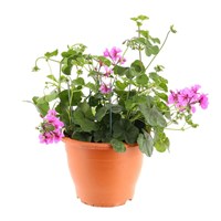 A Lucky Dip Selection! Geranium Trailing - 6.5L Pot Bedding