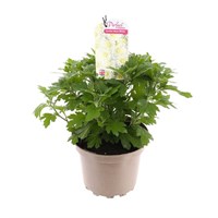 Chrysanthemum Garden Mum Mixed 2L Pot Bedding
