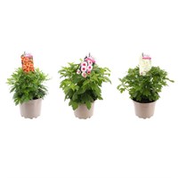 A Lucky Dip Selection! Chrysanthemum Mixed - 2L Pot Bedding