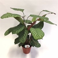 Ctenanthe Oppenheimiana Houseplant - 19cm Pot