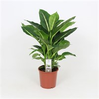 Dieffenbachia 'Green Magic' Houseplant - 17cm Pot