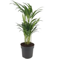 Dypsis Lutescens Houseplant - 12cm Pot