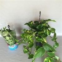 Epipremnum Pinnatum Houseplant In Hanging Pot - 15cm Pot