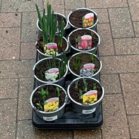 ! Bulk Plant Offer - Bulbs Mixed 13cm - 8 for £21.49!