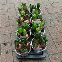 ! Bulk Plant Offer - Hyacinth Mixed 13cm - 8 for £21.49!