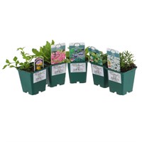 Alpine Plant 9cm - Set of 6 - Mixed