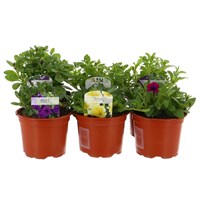 A Lucky Dip Selection! Petunia Vivinni - 6 x 10.5cm Pot Bedding