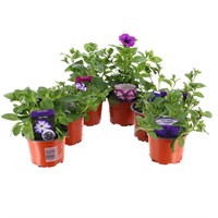 A Lucky Dip Selection! Petunia Blue/Purple - 6 x 10.5cm Pot Bedding