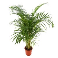 Dypsis Lutescens Houseplant
