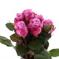 Rose Long Stem (x 5 Individual Stems) - Maritime