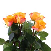 Rose Long Stem (x 5 Individual Stems) - Orange