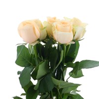 Rose Long Stem (x 5 Individual Stems) - Peach Avalanche