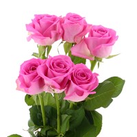 Rose Short Stem (x 6 Individual Stems) - Pink