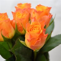 Rose Short Stem (x 6 Individual Stems) - Orange