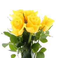 Rose Short Stem (x 6 Individual Stems) - Yellow