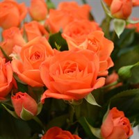 Rose (Spray) (x 5 Individual Stems) - Babe