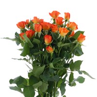 Rose (Spray) (x 5 Individual Stems) - Orange