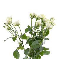 Rose (Spray) (x 5 Individual Stems) - White