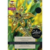 Taylors Bulbs Ferraria Crispa (Single Pack) (SSE165)