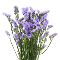 Statice (x 5 Individual Stems) - Lilac