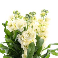 Stocks (x 5 Individual Stems) - Cream