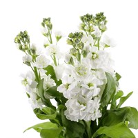 Stocks (x 5 Individual Stems) - White