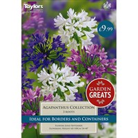 Taylors Bulbs Agapanthus Collection (3 Pack) (SV308)