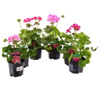 A Lucky Dip Selection! Geraniums Upright Pink - 6 x 10.5cm Pot Bedding