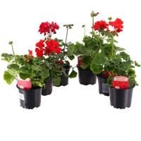 A Lucky Dip Selection! Geraniums Upright Red - 6 x 10.5cm Pot Bedding